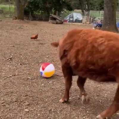 Every Cow Should Have A Beach Ball