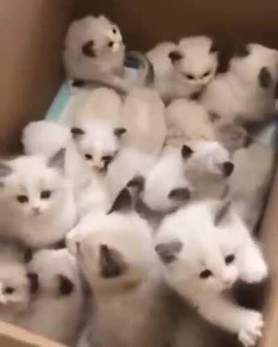 A box full of kittens (credit: u/ImABigMachine)