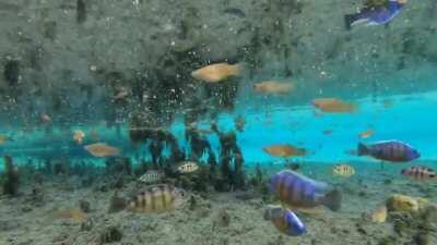 🔥 Exploring a Desert Hot Spring Filled With Exotic Fish