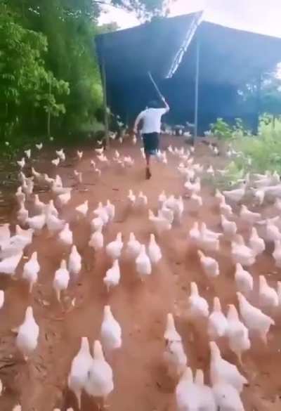 My chicken people need me