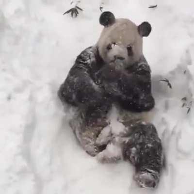 He loves the snow.