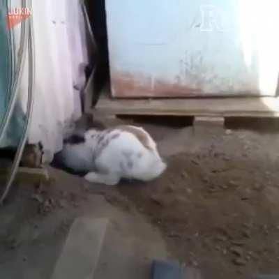 rabbit helping a trapped cat