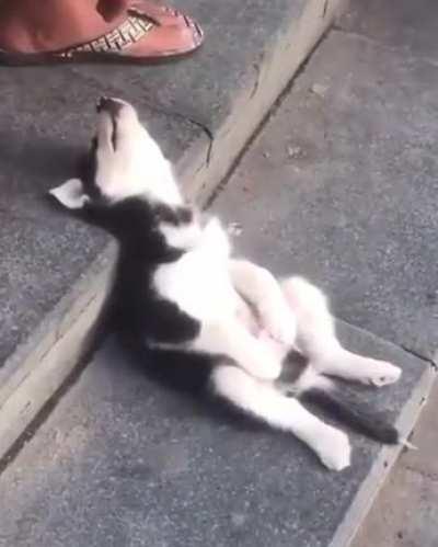 Tired little husky pupper