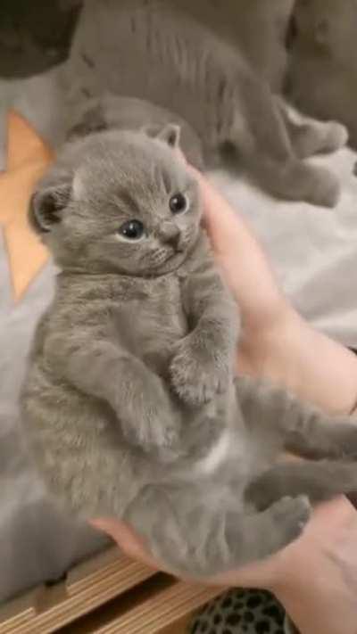 smol kitty