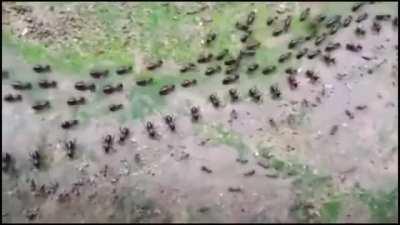 A termite road (above) and an ants road (below) both protected by a row of their soldiers in a confrontation without fighting