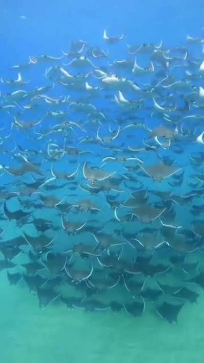 Massive migration of Mobula Rays at Baja California Sur, Mexico