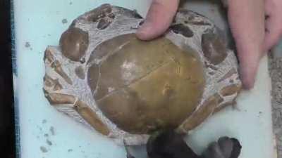 Finding a 12 million year old crab inside a rock