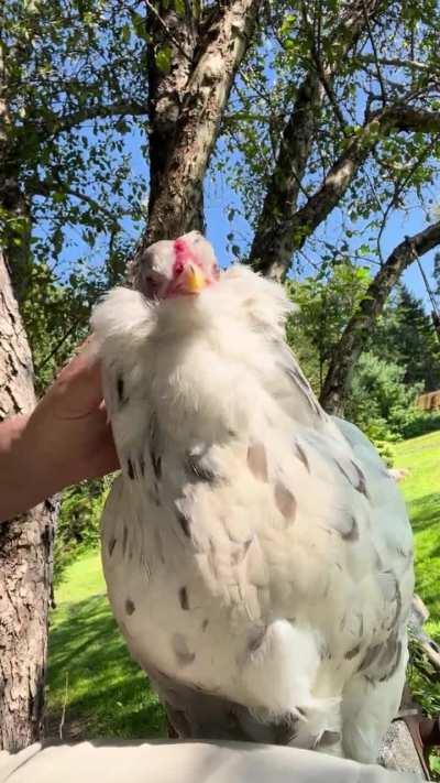 Love rubbing me some floofy beard