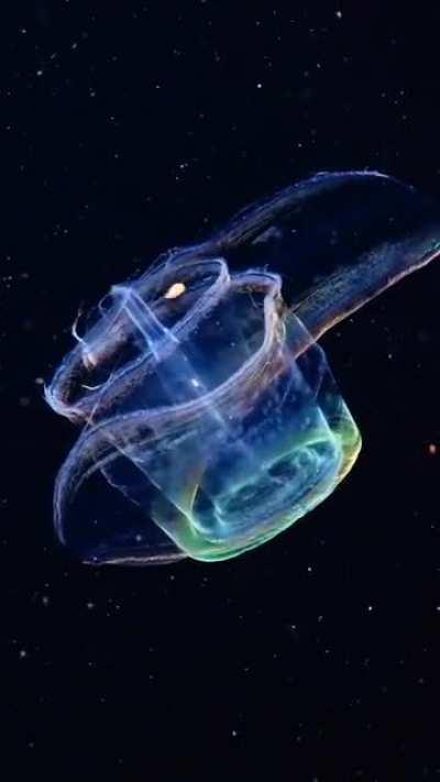 The Venus Girdle, a species of comb jelly that resembles transparent ribbons with iridescent edges. They may grow up to a metre in total length. Canals run the length of the ribbon in which bioluminesce activates when disturbed.