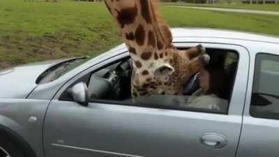 WCGW - Let's close the car window on the giraffe's head