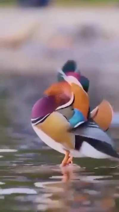 Beautiful colors on Mandarin duck