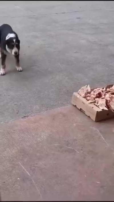 The butcher shop is leaving their leftovers outside so stray dogs can get something to eat.