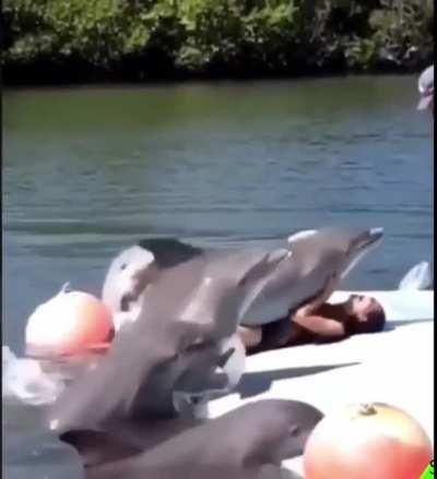 Strange dolphin behavior