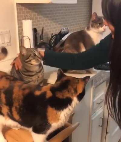 3 cats, 3 different reactions