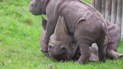 Baby rhino pestering his mom