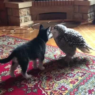 This is Nusha the Snowy Owl and her friend, Ilona the Husky.