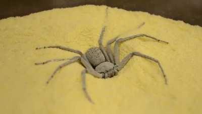 This sand spider burying itself