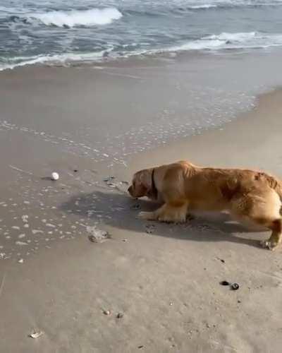 Pupper is being brave to get his ball