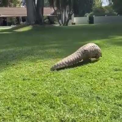 🔥 Apparently pangolins are highly capable of walking along on their hind legs 🔥