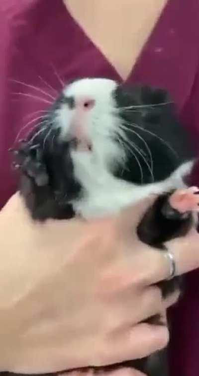 guinea pig at the vet's