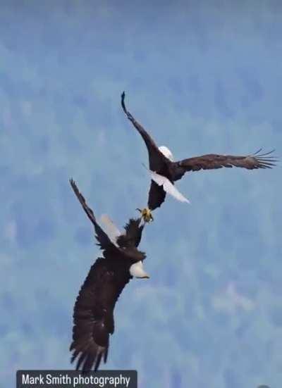 The bald Eagle's courtship cartwheel