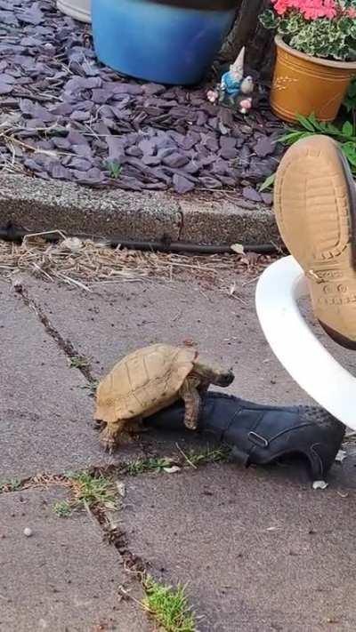 My bandmate's tortoise having it off with a shoe. One of the funniest things I've seen in a while