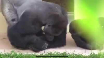 🔥 A Silverback and his young closely watch a Caterpillar