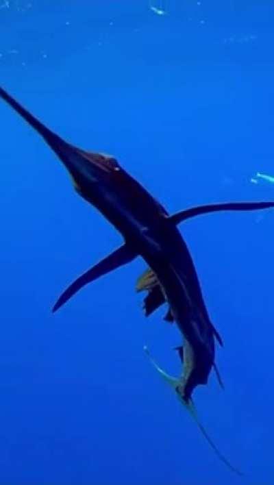 The Indo-Pacific Sailfish, considered by many scientists to be the fastest fish in the Ocean.