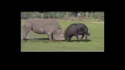 Rhino vs Cape Buffalo