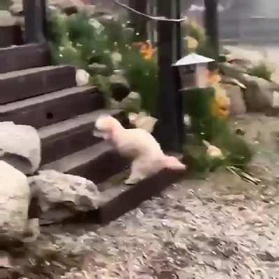 This puppy lost her arms and she still finds a way to jump for joy! Look how happy she is!