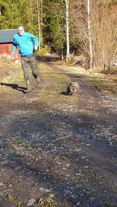 Training to be a marathon cat