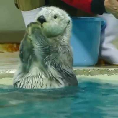 Pool Day - Just learning how to be an otter.