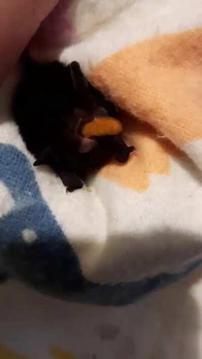 Little Pied Bat I had in care recently for three days. Just over 5 grams of cuteness!! Can you believe that this little creature would eat 4-6 mealworms three times a day?? (I am vaccinated and licenced.)