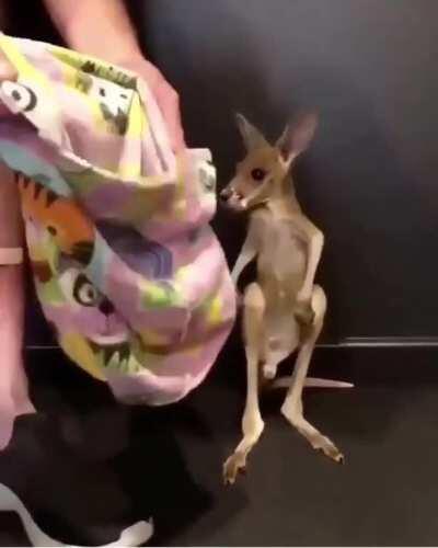 Baby Kangaroo 🦘