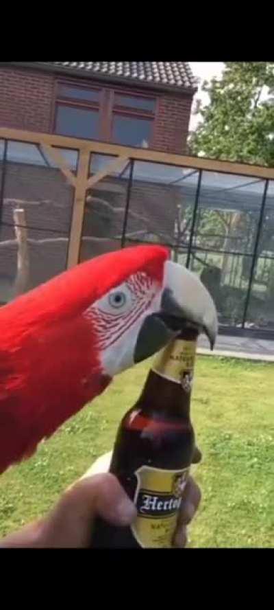 Bird Opens Beer Bottle with Beak.