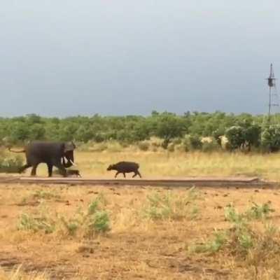 Elephant backs down when it gets charged by a baby water buffalo.