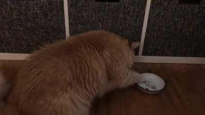 Every now and then my cat will eat his kibble one at a time