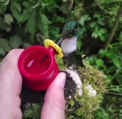 🔥 Have you seen a hummingbird tongue before? 🔥