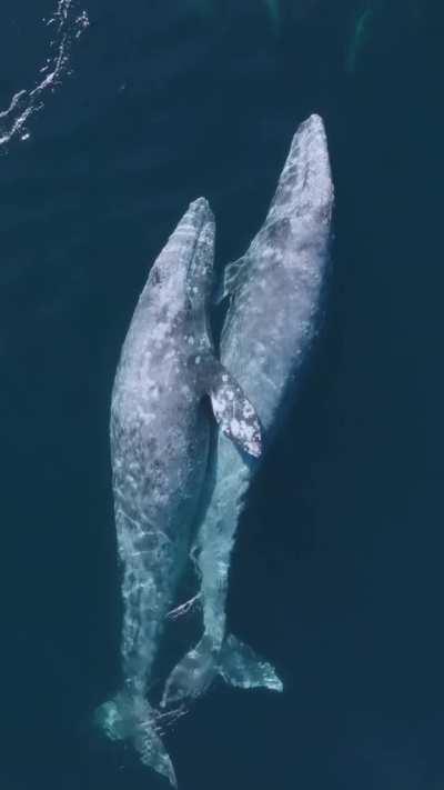 🔥 Whale hugs