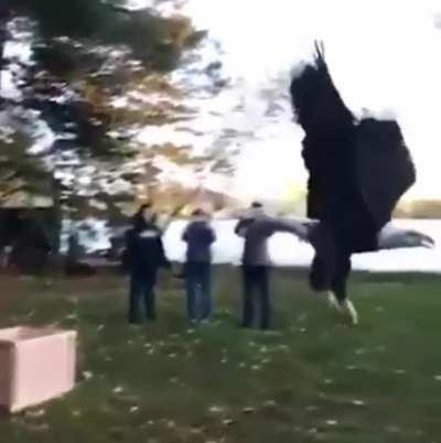 Rescued and healed bald eagle released into the wild