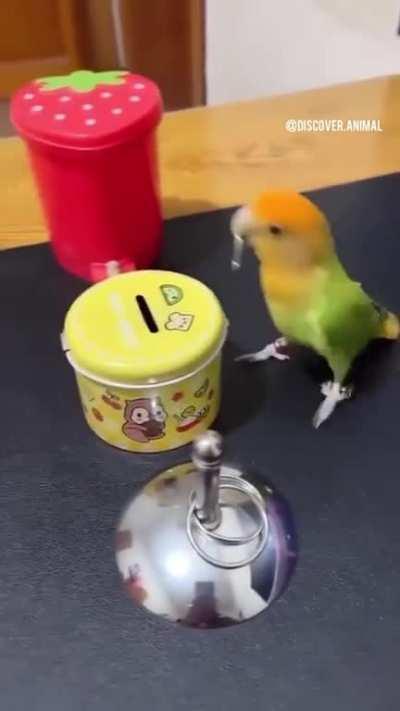 An intelligent and well trained parrot.Very smart and active