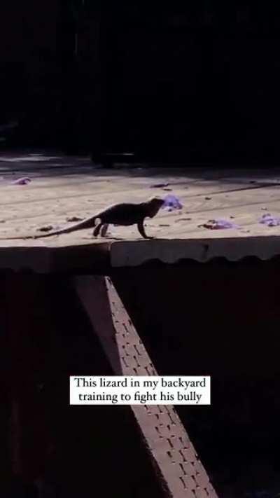 This lizard in my backyard training to fight his bully