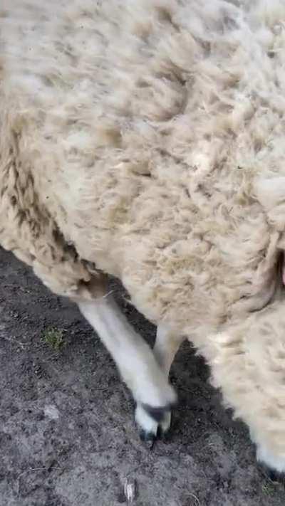 Scratching our pet sheep’s neck makes her back leg react