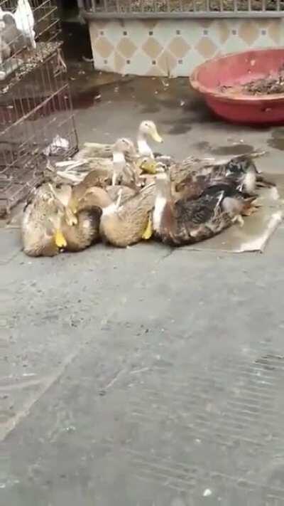 Not sure if this counts but this duck is laughing