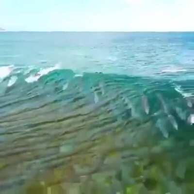 It's just magical! Surfing with dolphins.