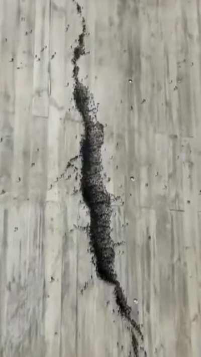 This looks like a crack on the wall until you look closely and its ... people ... tiny people art.