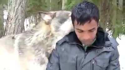 Wolves at a conservation preserve getting to know a human,taking a liking to him, then showering him with affection. Or should I say smothering him with love.