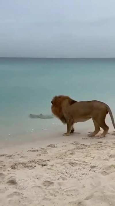 King of the Jungle meets 3 Stingrays