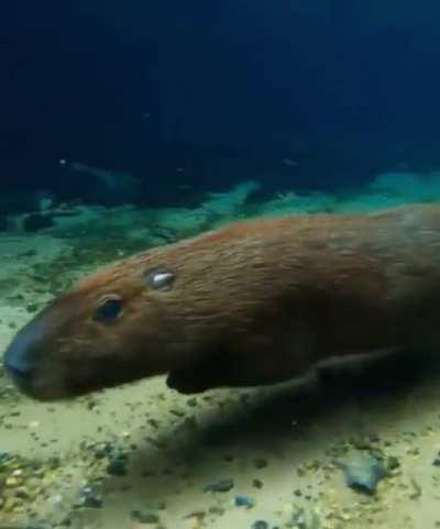 Capybara running under water