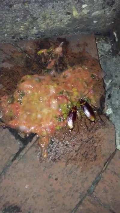 [NSFW] Roaches having a vomit feast in New Orleans.